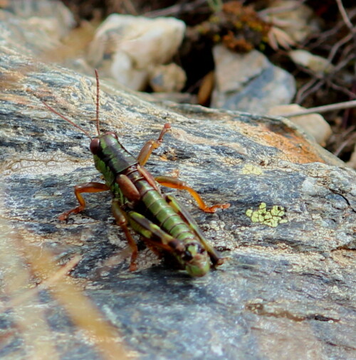 Bei einer Wanderung am Wöllaner Nock fotografiert

Aufnameort: Wöllaner Nock, Kärnten, Nockberge, 28.09.2013
Kamera: Canon EOS 600D 1/240; 7,1; 123,0mm; ISO 100