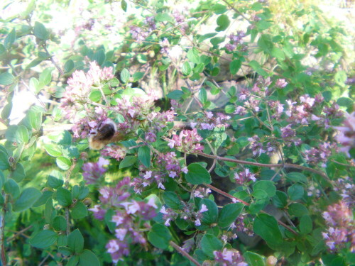 baumhummel-bombus-hypnorum-l-1758-8610.jpeg