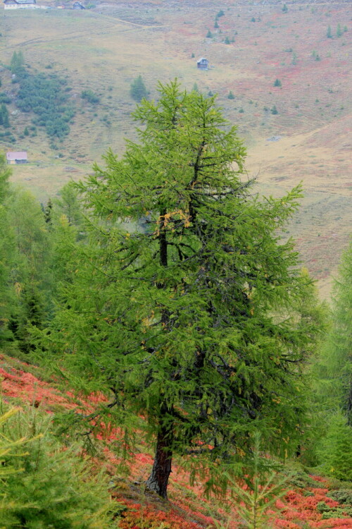 

Aufnameort: Wöllaner Nock, Kärnten, Nockberge, 28.09.2013
Kamera: Canon EOS 600D 1/80; 5,6; 55,0mm; ISO 100