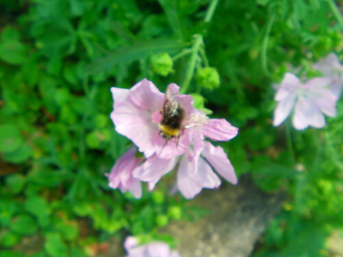 wiesenhummel-bombus-pratorum-l-1761-8613.jpeg