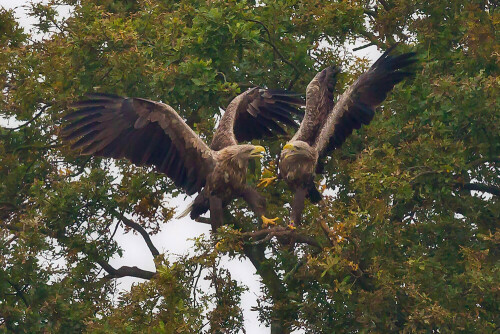 Das Seeadlerpaar am Wolfsburger Ilkerbruch hat mit der 200 m vor dem Beobachtungsstand stehenden Eiche einen absoluten Lieblingsbaum und in diesem Lieblingsbaum einen Lieblingssitzplatz. Der ist nicht allzu groß und wenn das größere und stärkere Weibchen kommt, muss das Männchen diesen Platz schon mal räumen - wenn auch nicht gerade freiwillig.

Aufnameort: Ilkerbruch bei Wolfsburg
Kamera: Canon 1DMarkIV mit EF600/4L USM