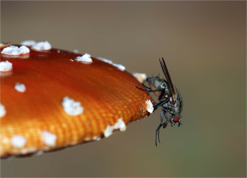 woher-der-fliegenpilz-seinen-namen-hat-8782.jpeg