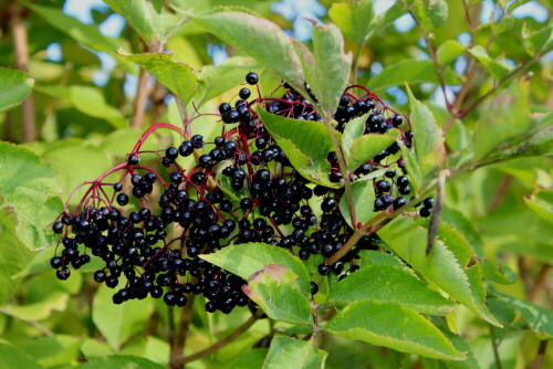 

Aufnameort: Friesach, Kärnten, 02.10.2013
Kamera: Canon EOS 600D 1/200; 7,1; 55,0mm; ISO 400