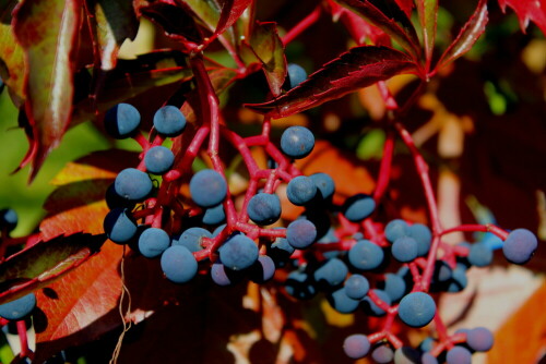 In der Abendsonne leuchten die Farben noch intensiver.

Aufnameort: Friesach, Kärnten, 02.10.2013
Kamera: Canon EOS 600D, 1/160; 5,6; 55,0mm; ISO 100