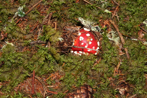 Der junge Fliegenpilz durchbricht die Moosschicht

Aufnameort: Lattersetig / Nockberge / Kärnten 03.10.2013
Kamera: Canon EOS 600D, 1/60; 5,6; 55,0mm; ISO 400