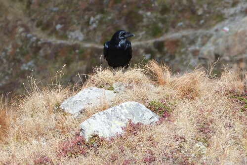 Während des Aufstiegs hörte ich plötzlich Flügelrauschen und der
Kolkrabe landete kurz unter mir.

Aufnameort: Gsiesertal/Südtirol
Kamera: Lumix FZ48