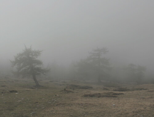 Am 3.10.2013 Wanderten wir in dichtem Nebel die Lattersteighöhe entlang; keine Aussicht, aber zauberhafte Stimmung...und ein wenig unheimlich.

Aufnameort: Lattersetig / Nockberge / Kärnten
Kamera: Canon EOS 600D 1/200; 13,0; 18,0mm; ISO 100