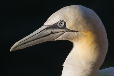 

Aufnameort: d helgoland
