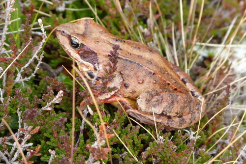 Moorfrosch auf ca. 2.300m Höhe

Aufnameort: Gsiesertal/Südtirol
Kamera: Lumix FZ 48