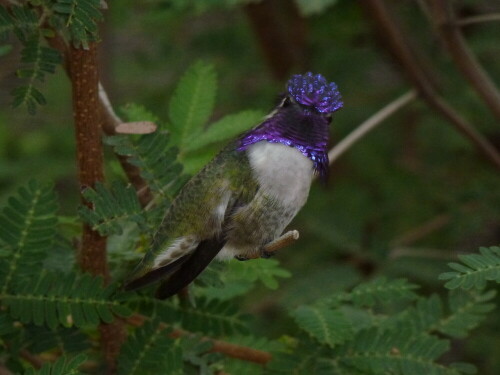 colibri-in-amerika-21136.jpeg