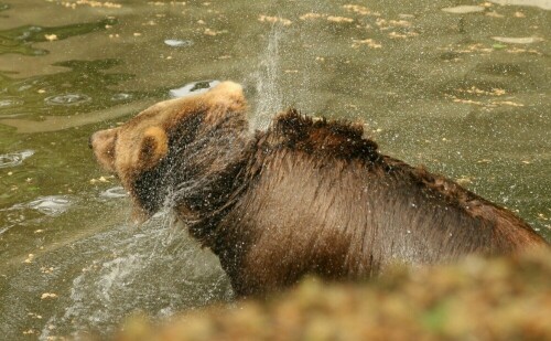 Bären baden eben gerne

Aufnameort: Hagenbecks Tierpark Hamburg
Kamera: Canon A10