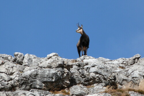 Plötzlich erschien die Gams auf dem Felsgrat.

Aufnameort: Oberstdorf/Allgäu
Kamera: Lumix FZ48