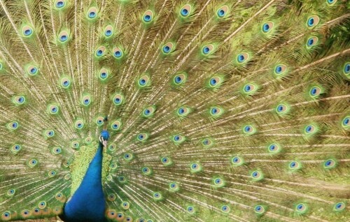 Pfau auf Brautsuche, schlägt ein prachtvolles Rad

Aufnameort: Hagenbecks Tierpark Hamburg
Kamera: Contax Aria, 135mm, analoge Aufnahme - digitalisiert