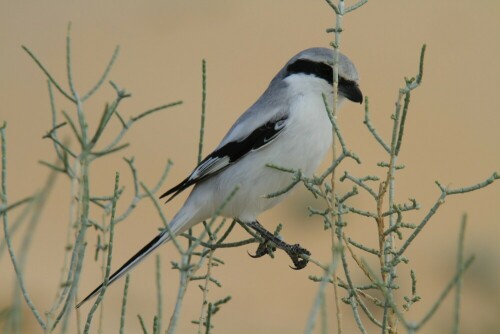 Der südliche Raubwürger, auch Mittelmeerraubwürger ist der südliche Verwandte unseres Raubwürgers.Diesen "Mittelmeerraubwürger" habe ich bei einer Kamelsafari in der Sahara Tunesiens fotografiert, es ist vermutlich die Unterart Lanius meridionalis elegans.

Aufnameort: südlich Douz,Tunesien,Sahara
Kamera: Canon EOS 7D