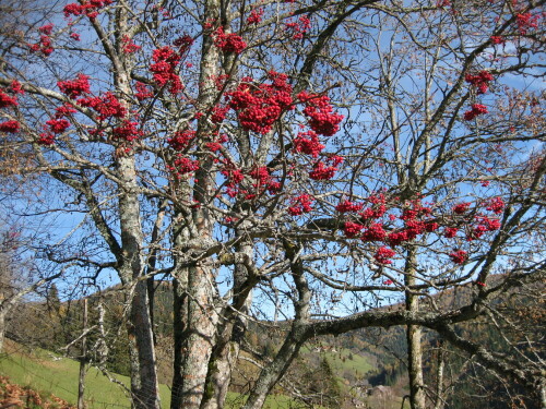 Vogelbeerbaum

Aufnameort: Gnesau, Österreich
