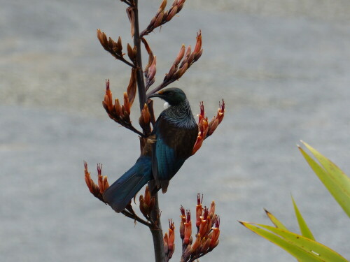 Der Tui, aus der Familie der Honigfresser, ernährt sich vorwiegend vom Nektar des Neuseelandflachses.

Aufnameort: Kerikeri, Bay of Islands, Neuseeland
Kamera: FZ200