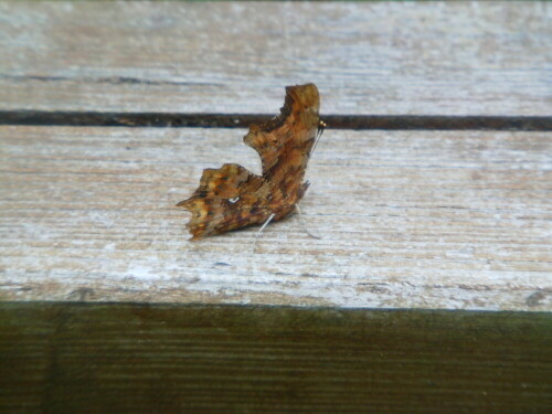 c-falter-polygonia-c-album-l-1758-9915.jpeg