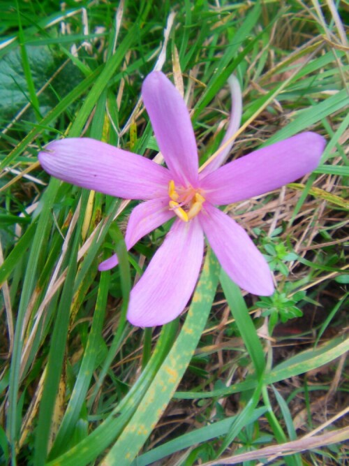 blute-einer-herbst-zeitlose-colchicum-autumnale-l-9913.jpeg