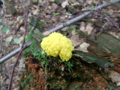 Ein farblich auffallender (Schleim-)Pilz an Totholz
http://de.wikipedia.org/wiki/Gelbe_Lohbl%C3%BCte

Aufnameort: Eiershausen Hirschbergwald
Kamera: Medion Digitaler Full-HD-Camcorder mit Touchscreen Medion Life