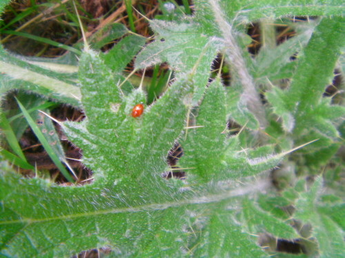 distel-flohkafer-sphaeroderma-testaceum-9955.jpeg