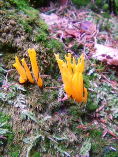 Ein am Waldboden farblich auffälliger Pilz
http://de.wikipedia.org/wiki/Klebriger_H%C3%B6rnling

Aufnameort: Eiershausen Hirschbergwald
Kamera: Medion Digitaler Full-HD-Camcorder mit Touchscreen Medion Life