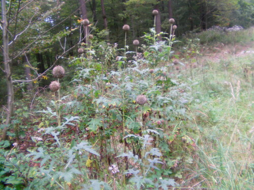 Eine auffällige Kugeldistel an einem Waldweg
https://www.google.de/search?hl=de&site=imghp&tbm=isch&source=hp&biw=1260&bih=855&q=Echinops+sempervirens&oq=Echinops+sempervirens&gs_l=img.3...734.5865.0.6171.21.11.0.10.0.0.268.1587.3j5j3.11.0....0...1ac.1.35.img..14.7.922.-ewvCQn-Dsk

Aufnameort: Östlich von Simmersbach
Kamera: Medion Digitaler Full-HD-Camcorder mit Touchscreen Medion Life