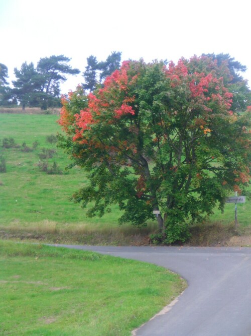 herbstliche-farbung-eines-ahor-9910.jpeg