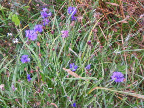 kornblume-centaurea-cyanus-l-9938.jpeg