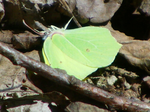 zitronenfalter-gonepteryx-rhamni-l-1758-9960.jpeg