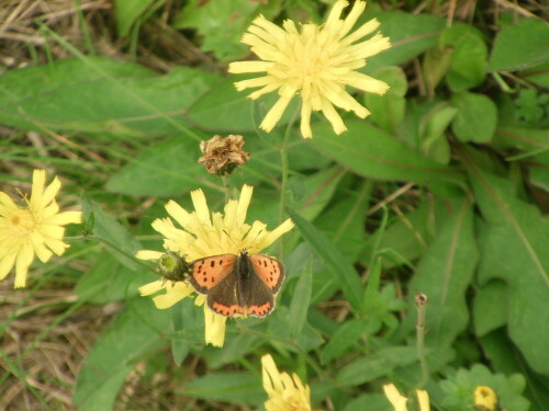 kleiner-feuerfalter-lycaena-phlaeas-l-1761-9937.jpeg