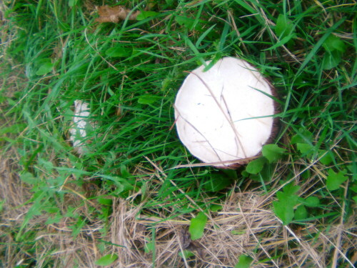 Ein weißlicher "Pilz" in Wiesen
http://de.wikipedia.org/wiki/Wiesenchampignon

Aufnameort: Roth "Hühnerlegebatterie"
Kamera: Medion Digitaler Full-HD-Camcorder mit Touchscreen Medion Life