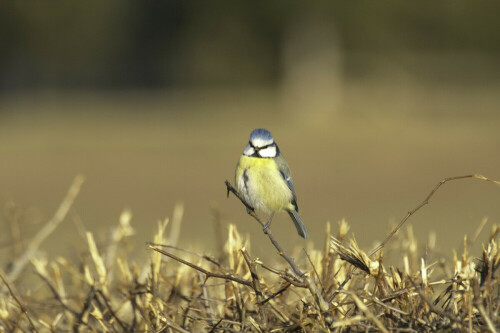 blaumeise-am-wegrand-9110.jpeg