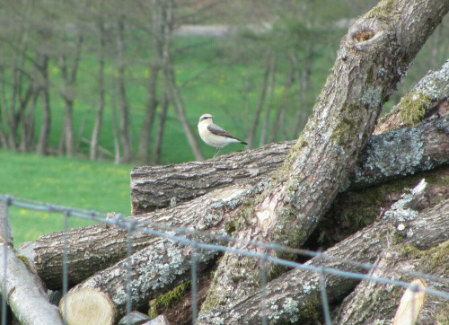 Ein nicht alltÃ¤glicher Gast im FrÃ¼hling

Aufnameort: Mertzig/Luxemburg
