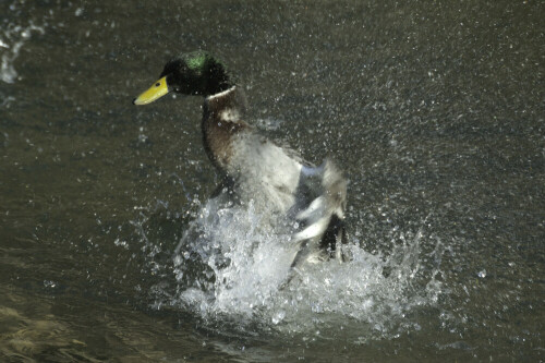 stockente-beim-baden-9108.jpeg