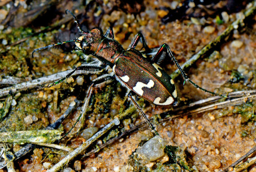 Der Bergsandlaufkäfer ist leicht mit dem Dünensandlaufkäfer (C. hybrida) zu verwechseln. Er bewohnt, wie dieser, offene Sandlebensräume.

Aufnameort: Sandgrube bei Mörsach (Mittelfranken)
Kamera: Nikon D600