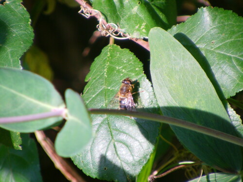 gemeine-keilfleckschwebfliege-eristalis-pertinax-9926.jpeg