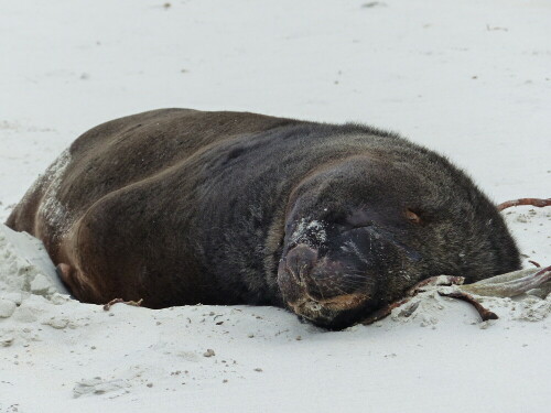 Die Robbe ließ sich nicht von vorbeigehenden Manschen aus der Ruhe bringen.

Aufnameort: Sandfly Bay, Otago-Halbinsel, Neuseeland
Kamera: FZ200