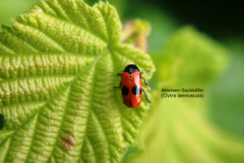 Der Ameisen-Sackkäfer oder Ameisen-Blattkäfer (Clytra laeviuscula) ist eine Käferart aus der Familie der Blattkäfer (Chrysomelidae).

Aufnameort: Blönsdorf
