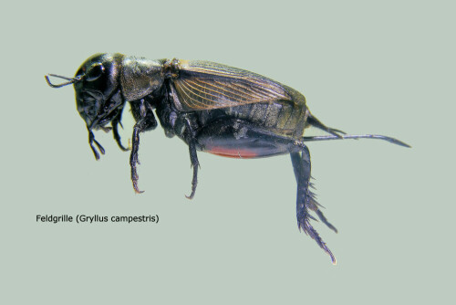 Die Feldgrille (Gryllus campestris) ist eine Art aus der Familie der Echten Grillen (Gryllidae) innerhalb der Ordnung der Langfühlerschrecken (Ensifera).

Aufnameort: Blönsdorf
Kamera: EOS 300D