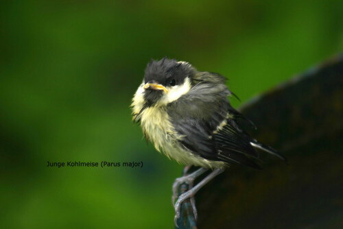 Die Kohlmeise (Parus major) ist eine Vogelart aus der Familie der Meisen (Paridae). Sie ist die größte und am weitesten verbreitete Meisenart in Europa.

Aufnameort: 14913 Blönsdorf
Kamera: EOS 300D