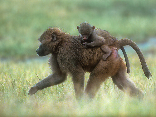 Und noch ein uraltes Bild aus analogen Zeiten, eines der wenigen eingescannten Dias. Pavianmutti und Kind waren nicht in Afrika, sondern im Safaripark unterwegs. Es ist außerdem ein Bild aus dem ersten selbst entwickelten und gepushten Diafilm. Fotolabor, Chemikalien, Filme - alles lange vorbei.


