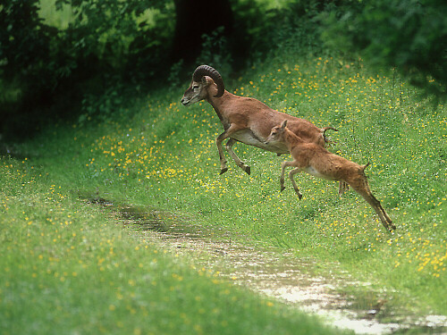 Ein letztes Bild, analog in einem Tierpark aufgenommen und eingescannt in die digitale Zeit hinüber gerettet. Die Mufflons im Tierpark habe ich über zehn Jahre regelmäßig besucht und immer wieder einmal über den Graben springen sehen. Und im letzten Jahr bevor das Gehege erweitert wurde und sie nicht mehr springen wollten, hat es auch einmal fotografisch geklappt. Aufnahme mit einer analogen Canon SLR und 300 mm Brennweite bei Offenblende auf Fujichrome Sensia 100, gepusht auf 200 ASA, selbst entwickelt.


