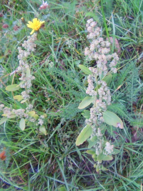 spreizende-melde-atriplex-patula-l-9941.jpeg