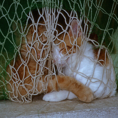 1992 auf Gran Canaria. Beim Spaziergang durch Puerto Mogan macht mich meine achtjährige Tochter auf diese Szene in einem kleinen offen stehenden Fenster aufmerksam. Ob es der Fischgeruch war, der die Stubentiger ins zum Trocknen aufgehängte Fischernetz "getrieben" hat ? Aufnahme mit einer 35mm Kompaktkamera auf Diafilm, eingescannt mit einem längst ausgemusterten Diascanner.

Aufnameort: Puerto Mogan, Gran Canaria
