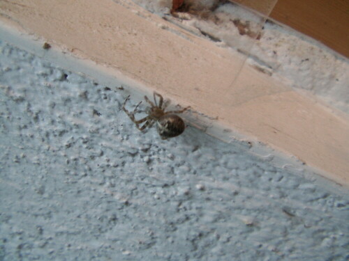 gartenkreuzspinne-araneus-diadematus-clerck-1757-9908.jpeg