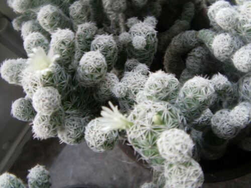 blute-des-warzenkaktus-mammillaria-elongata-9907.jpeg