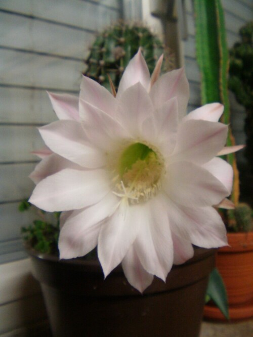 kaktusblute-igelsaulenkaktus-echinopsis-oxygona-9906.jpeg