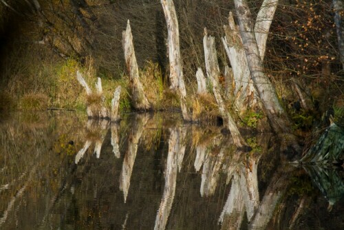 mein 1.Preis bei "Natur im Fokus 2013" , Altersklassen 1995-1998
zum, Thema :was lebt in Teich und Tümpel

Aufnameort: Moor "Mürschnitzer Sack" bei Neustadt/Coburg
Kamera: Canon EOS 7D