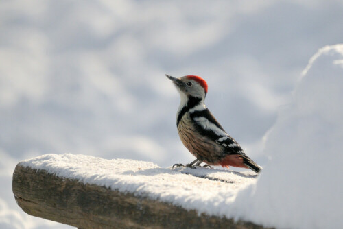 Mittelspecht im verschneiten Favoritepark in Ludwigsburg aufgenommen.
Tele-Brennweite 600 mm (KB)

Aufnameort: Favoritepark  Ludwigsburg
Kamera: NIKON D300S