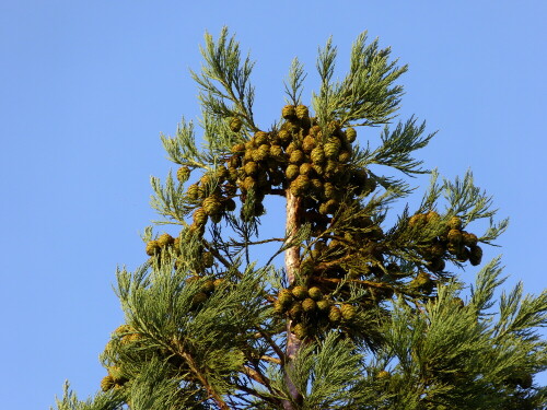 

Aufnameort: Weidenbach Mittelfranken
Kamera: Panasonic Lumix FZ150